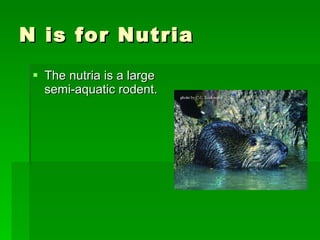 N is for Nutria The nutria is a large semi-aquatic rodent.  