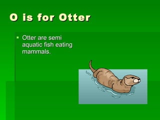 O is for Otter Otter are semi aquatic fish eating mammals. 