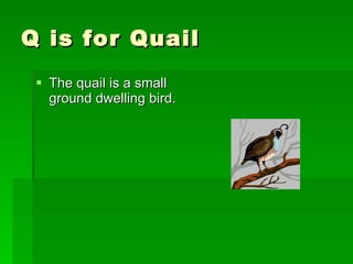 Q is for Quail  The quail is a small ground dwelling bird. 