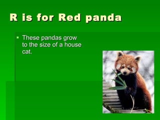 R is for Red panda  These pandas grow to the size of a house cat. 
