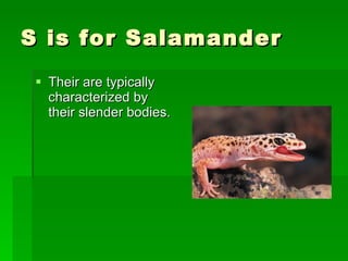S is for Salamander Their are typically characterized by their slender bodies.  