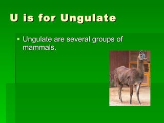 U is for Ungulate  Ungulate are several groups of mammals. 