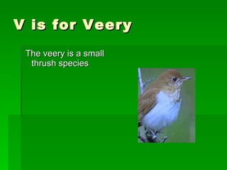 V is for Veery The veery is a small thrush species 