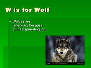 W is for Wolf Wolves are legendary because of their spine-tingling. 