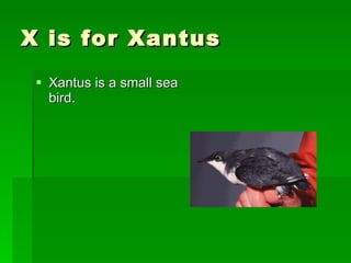 X is for Xantus  Xantus is a small sea bird.  