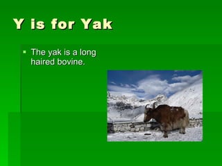 Y is for Yak The yak is a long haired bovine. 