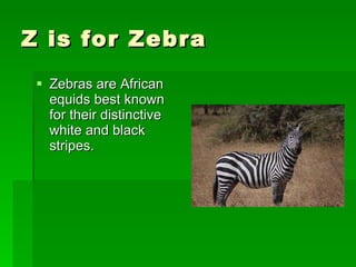 Z is for Zebra  Zebras are African equids best known for their distinctive white and black stripes. 