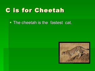 C is for Cheetah The cheetah is the  fastest  cat. 