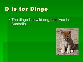 D is for Dingo The dingo is a wild dog that lives in Australia.  
