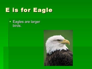 E is for Eagle  Eagles are larger birds. 