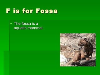 F is for Fossa The fossa is a aquatic mammal. 