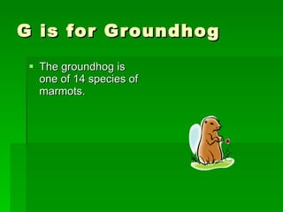 G is for Groundhog The groundhog is one of 14 species of marmots. 