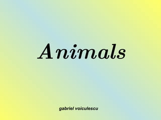 Animals gabriel voiculescu 