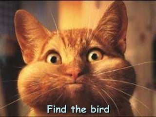 Find the bird 