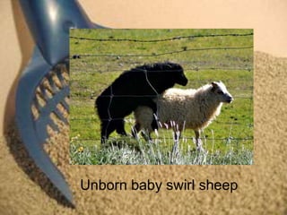 Unborn baby swirl sheep
 