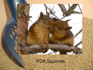 PDA Squirrels
 