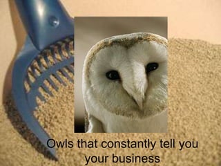 Owls that constantly tell you
       your business
 