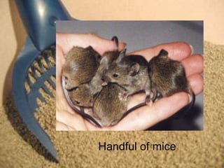 Handful of mice
 