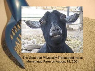 The Goat that Physically Threatened me at
  Merrymead Farm on August 18, 2001
 