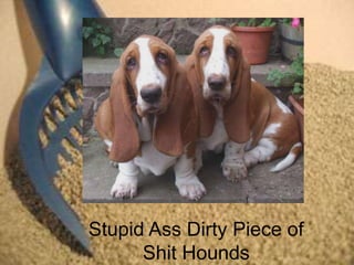 Stupid Ass Dirty Piece of
      Shit Hounds
 