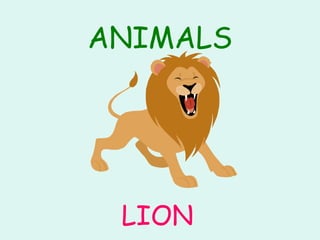 ANIMALS LION