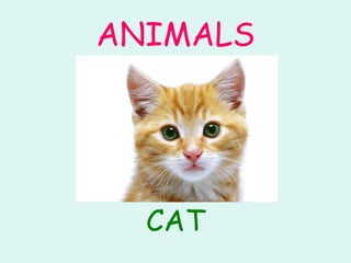 ANIMALS CAT