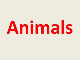  Animals 