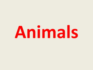   Animals 