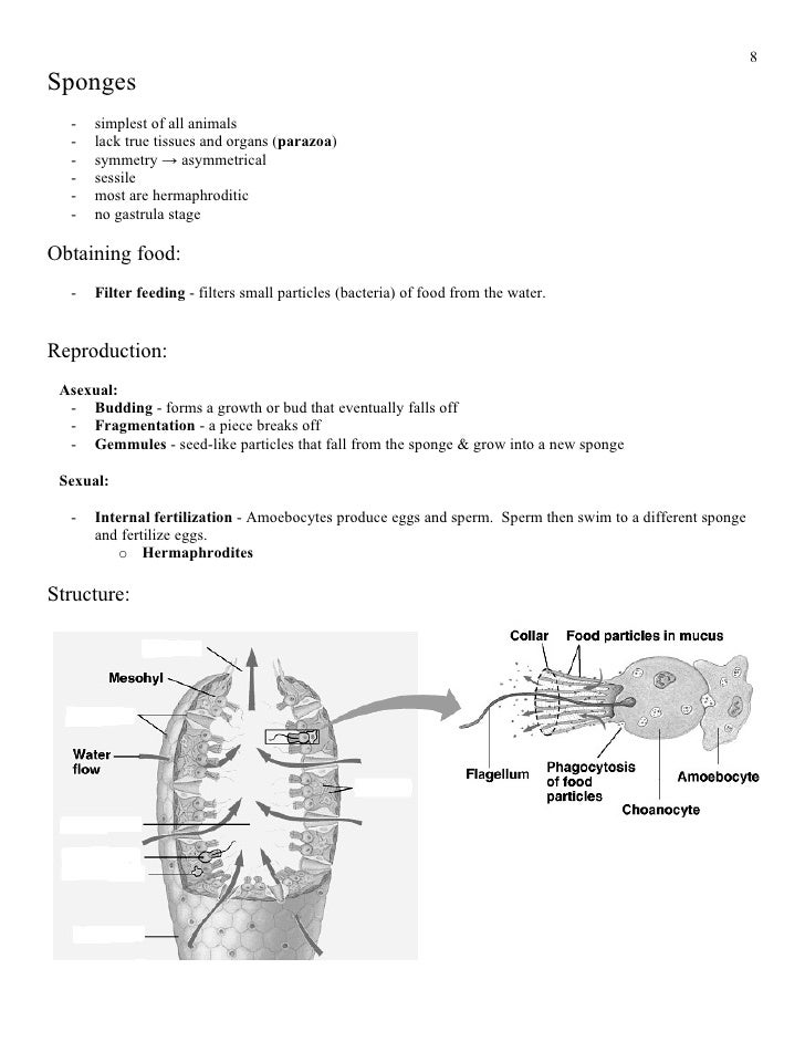 difference between spiral and radial cleavage difference between spiral and radial cleavage