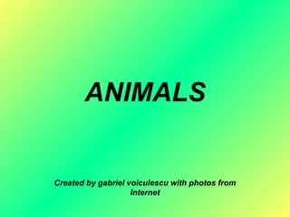 ANIMALS
Created by gabriel voiculescu with photos from
Internet
 