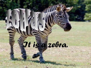 y
It is a zebra.
 
