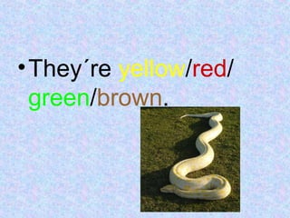 •They´re yellow/red/
green/brown.
 