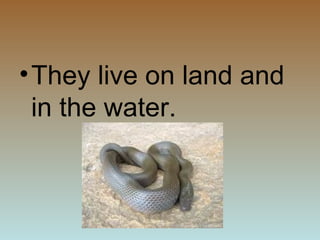 •They live on land and
in the water.
 