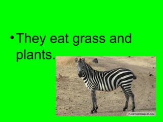 •They eat grass and
plants.
 