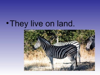•They live on land.
 