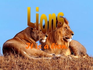 y
It is a lion.
 