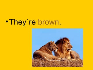 •They´re brown.
 