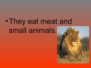 •They eat meat and
small animals.
 