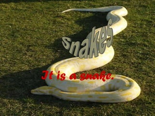 g
It is a snake.
 