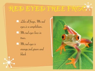 RED EYED TREE FROG
  Like all frogs, Mr.red
  eyes,is a amphibian.
  Mr.red eyes lives in
  trees.
  Mr.red eyes is
  orange,red,green and
  black
 