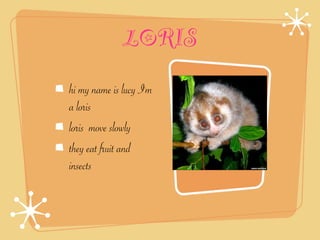 LORIS
hi my name is lucy I'm
a loris
loris move slowly
they eat fruit and
insects
 