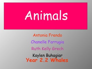 Antonia Frendo Chanelle Farrugia Ruth Kelly Grech Kaylen Buhagiar Animals Year 2.2 Whales 