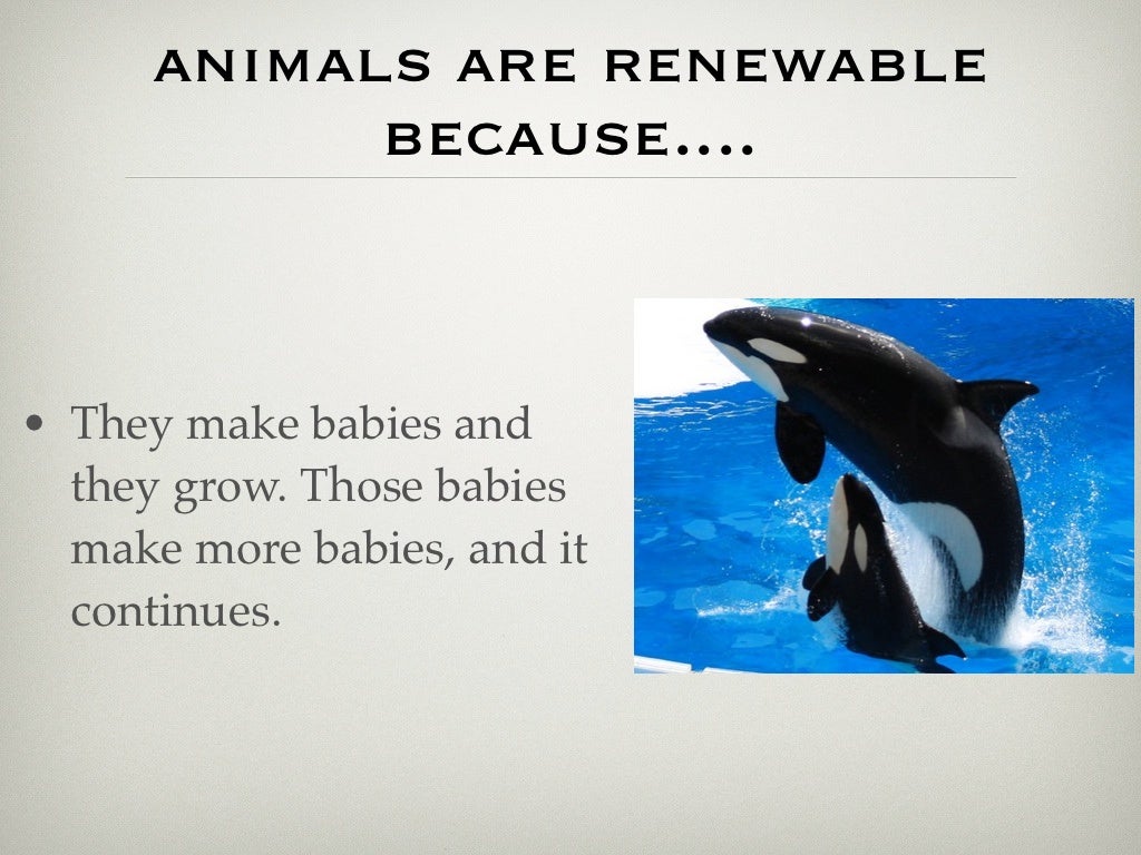 Animals Are A Renewable Resource