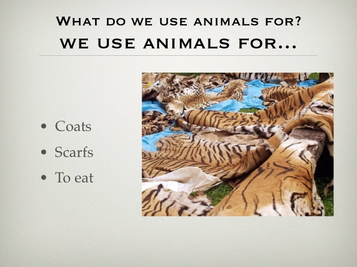 What Do We Use Animals For