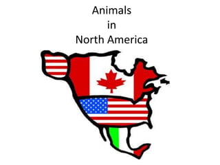 Animalsin NorthAmerica 