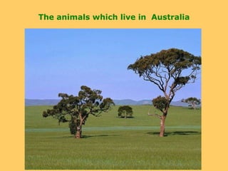 The animals which live in  Australia 