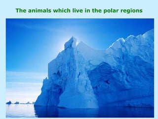 The animals which live in the polar regions 