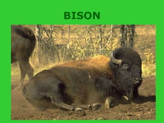 BISON 