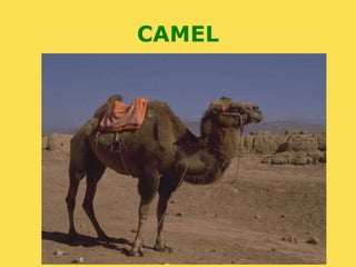 CAMEL 