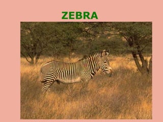 ZEBRA   